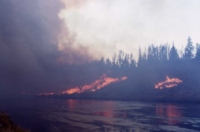 Sage fire along river - Ground fire Picture