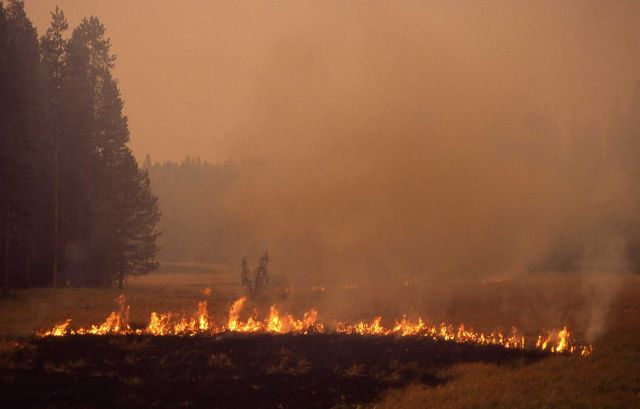 Grass (ground) fire at Gibbon Meadows Picture