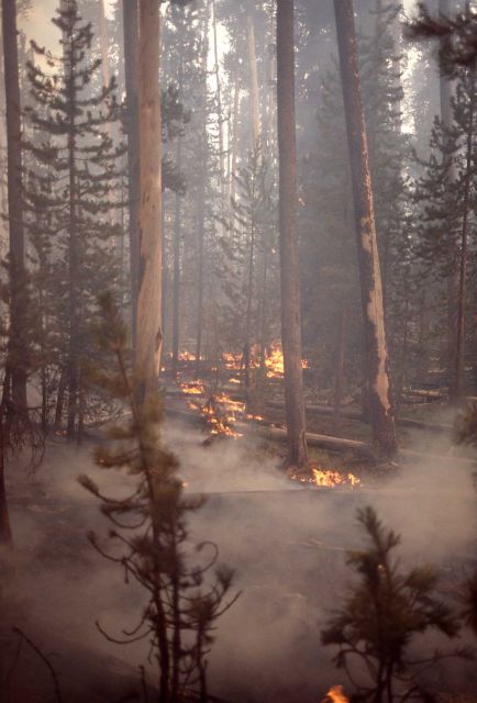 Ground fire in lodgepole forest at Grant Village Picture