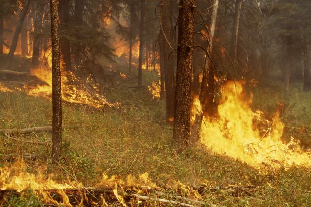 Ground fire, part of northeast entrance backburn Picture