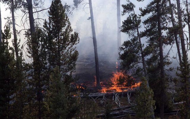Ground fire in lodgepole pine forest Picture