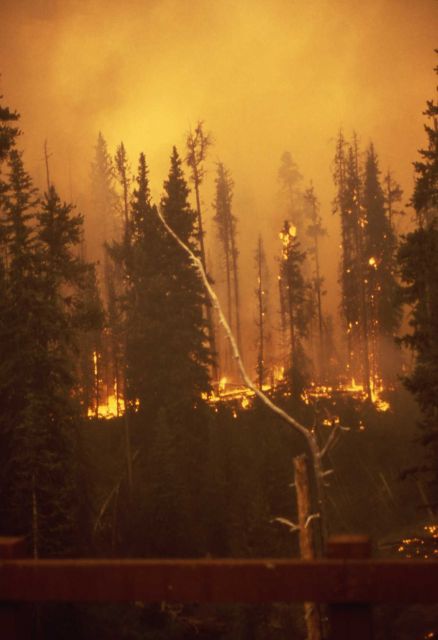 Ground fire in lodgepole forest from bridge at Grant Village Picture