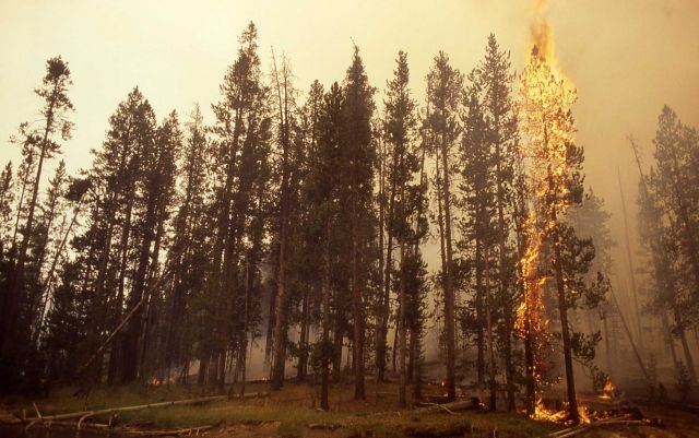 Tree torching along river (possibly Firehole River) - Ground fire Picture