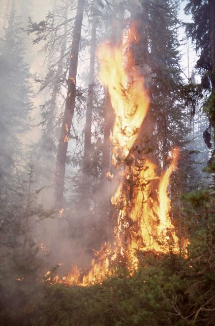 Tree torching near Lewis Lake - Ground fire Picture