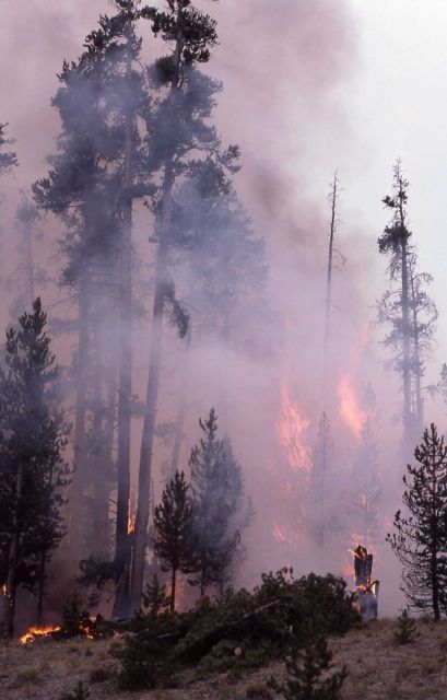 Tree torching near Grant Village - Ground fire Picture