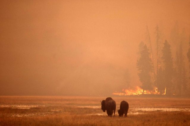 Two bison in a meadow with ground fire in the background - Fire/Wildlife Picture