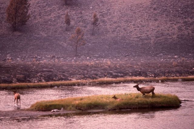 Elk on island in the Madison River, background burned - Fire/Wildlife Picture