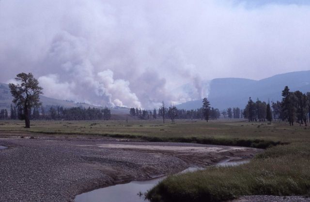 Thick smoke rising from Lamar River Valley Picture