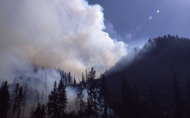 Smoke from smoldering fire along Madison River Picture