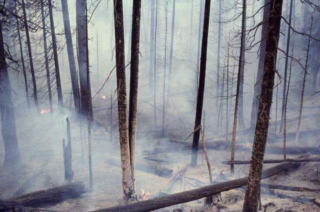 Smoldering fire & smoke in lodgepole forest after main fire passed through Picture