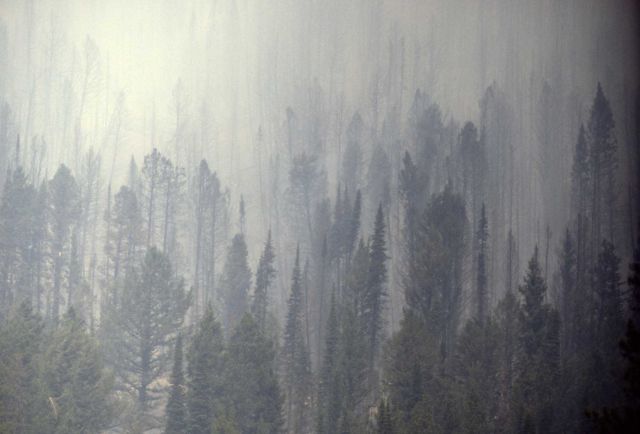 Smokey forest in Cooke City, Montana Picture