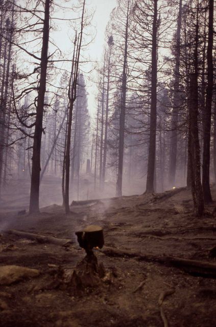 Burned and smoking tree trunk along road south of Grant Village Picture