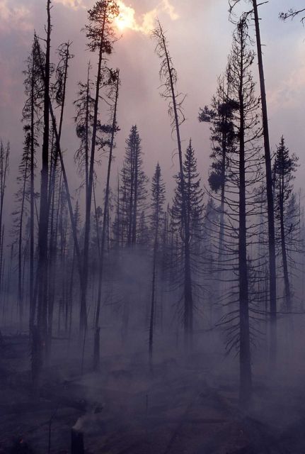 Smoldering fire in lodgepole forest after main fire - Smoke Picture