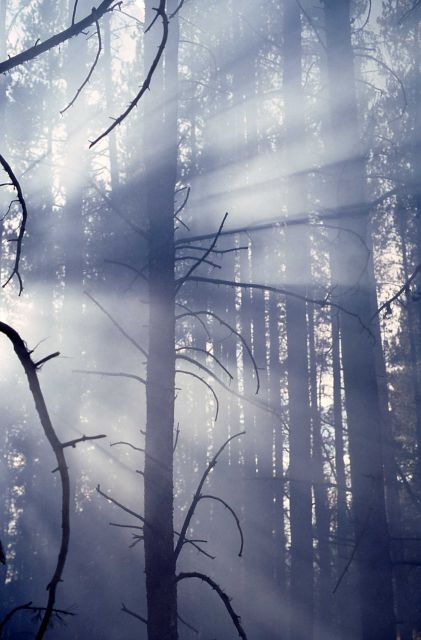 Light filtering through smoke & trees in burned lodgepole forest Picture