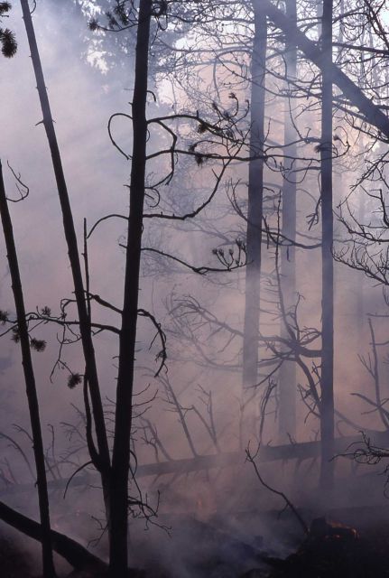 Smoldering fire & thick smoke after main fire in lodgepole forest Picture
