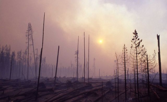 Dense smoke filtering sun at blowdown Picture