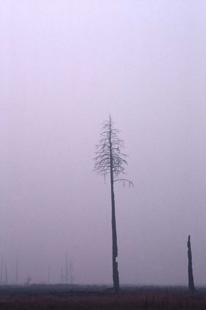 Solitary burned tree & smoke along Madison River Picture