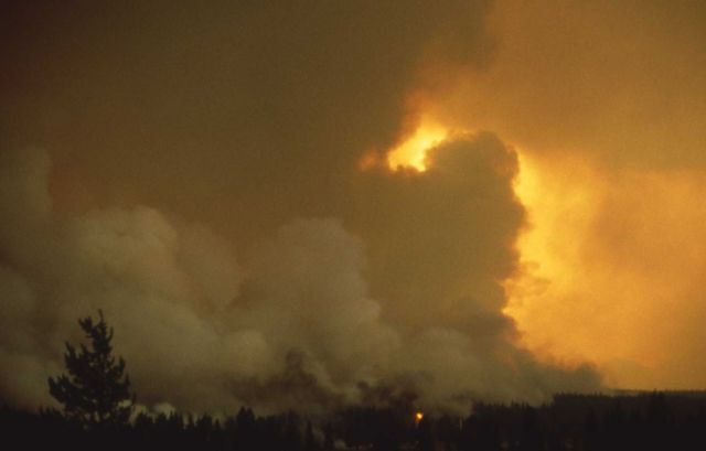 Trees, smoke & yellow of fire behind Picture