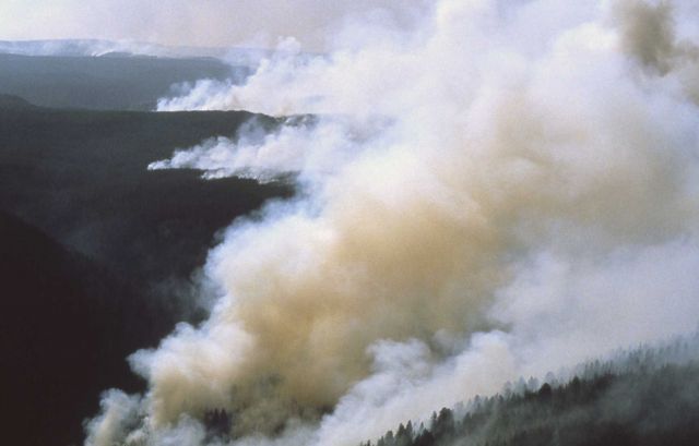 Aerial of smoke over forest Picture