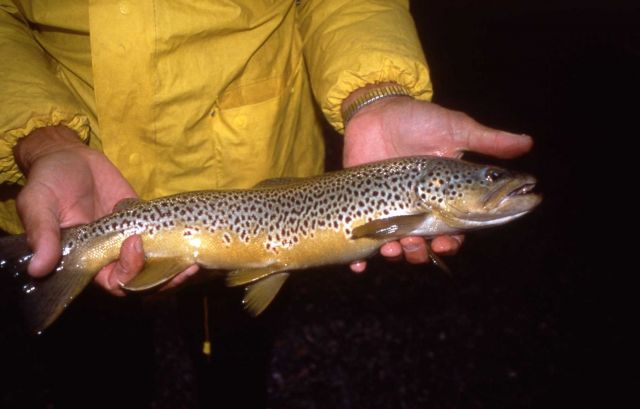 Brown Trout Picture