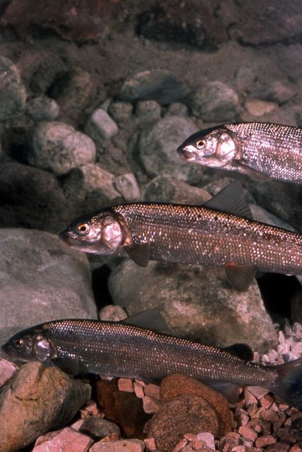 Mountain Whitefish Picture