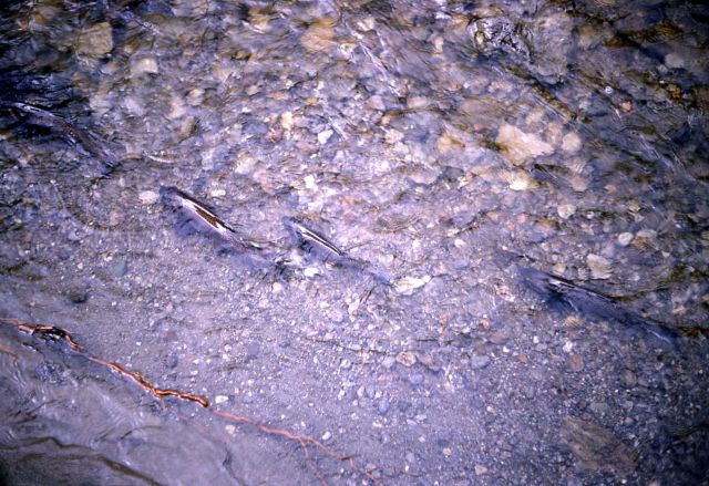 Spawning run in Agate Creek Picture