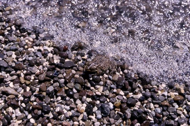 Spotted frog Picture