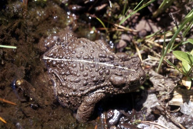 Boreal Toad Picture