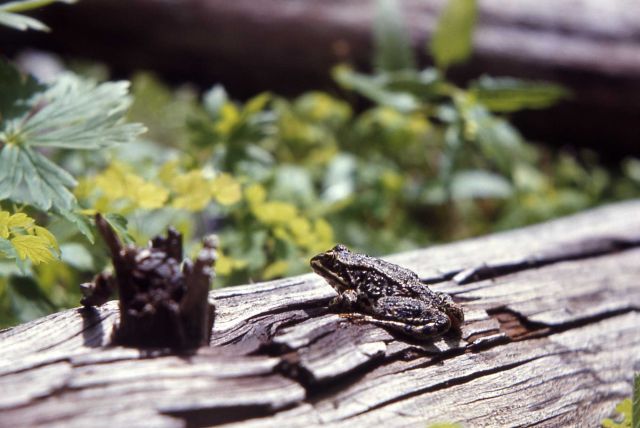 Spotted Frog Picture