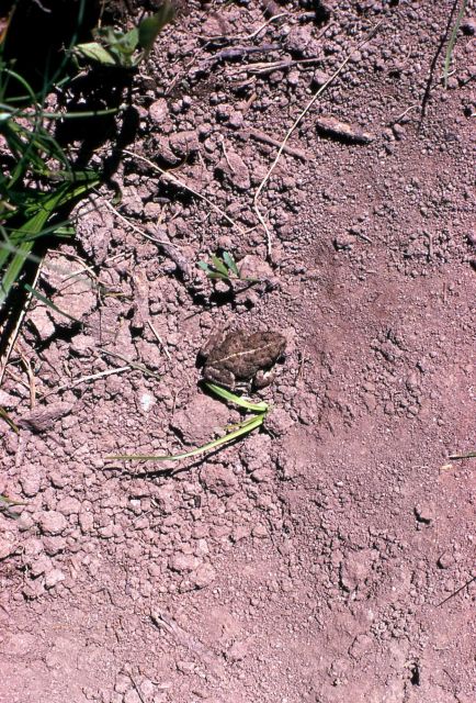 Toad at Storm Point Picture