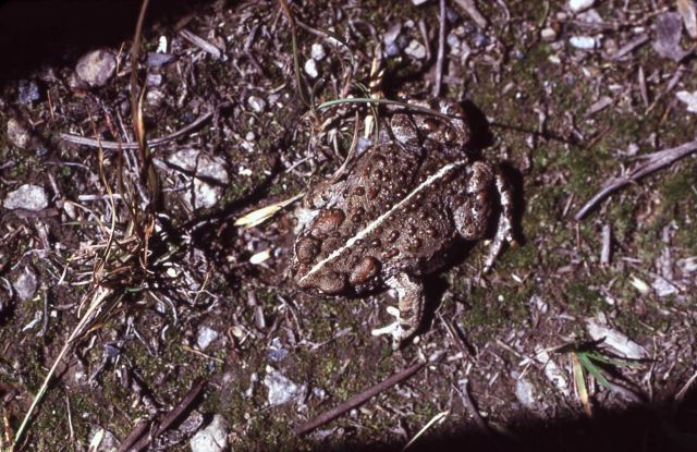 Toad Picture