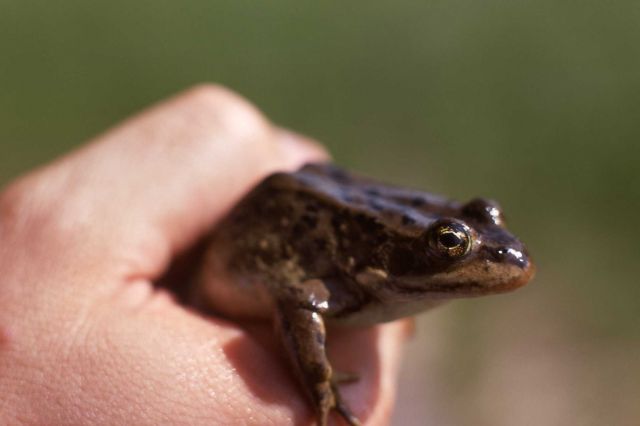 Hand held Leopard Frog Picture