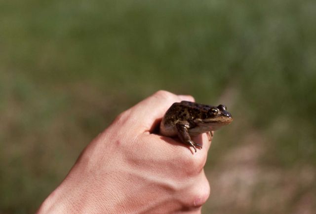 Hand held Leopard Frog Picture