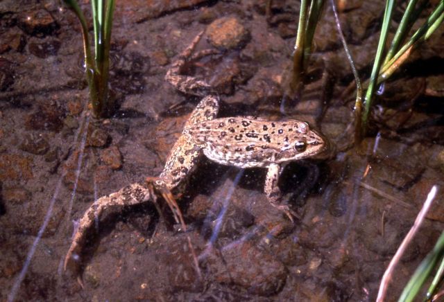 Columbia Spotted Frog Picture