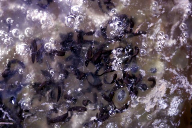 Salamander eggs & tadpoles Picture