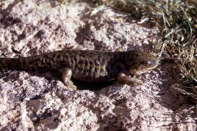 Tiger Salamander Picture