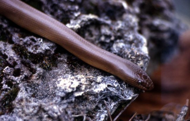 Rubber Boa Picture