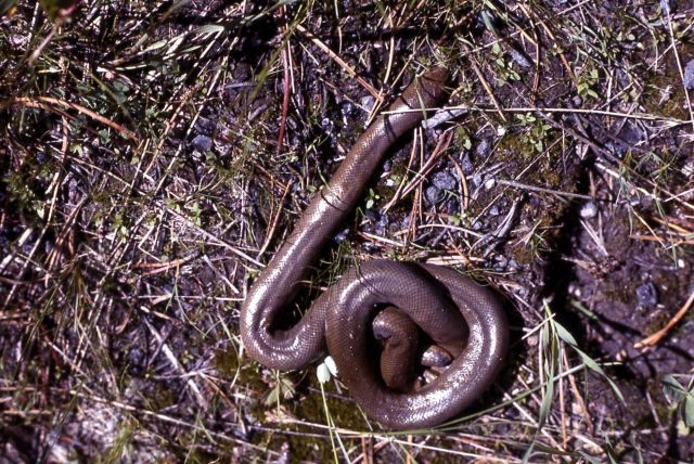Rubber Boa Picture