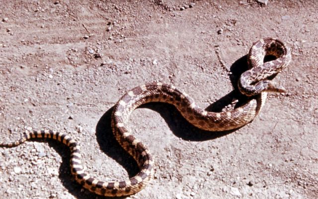 Bull snake Picture