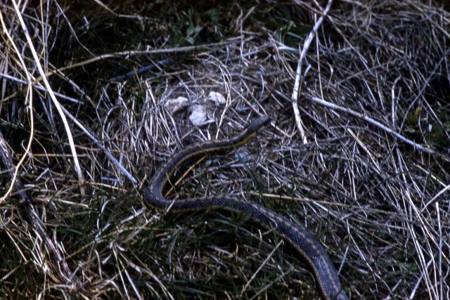 Garter Snake Picture