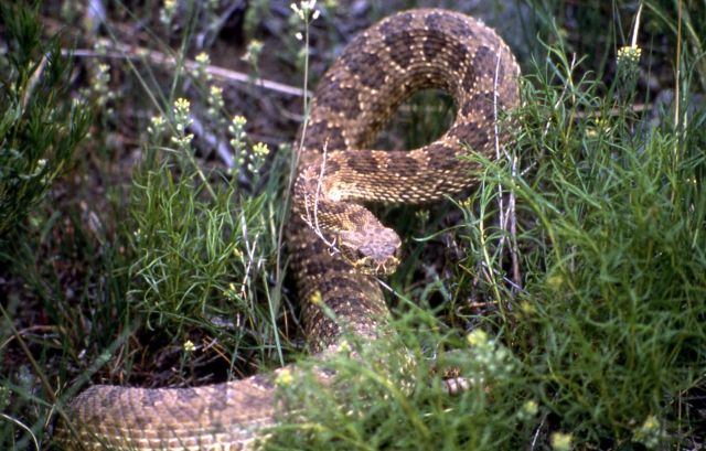 Prairie Rattlesnake Picture