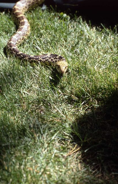 Gopher (Bull) Snake Picture