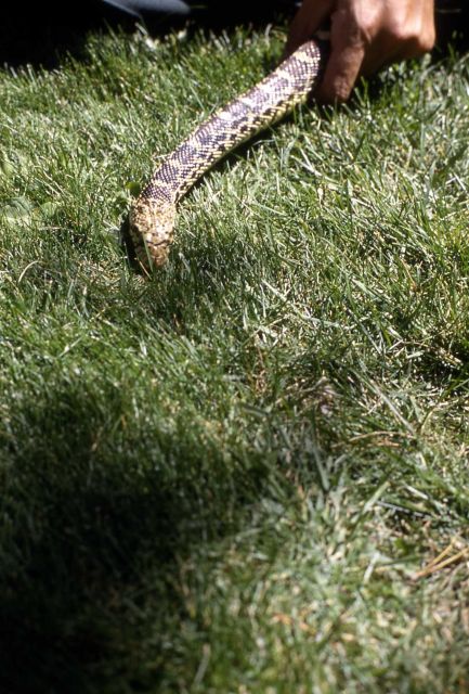 Bull Snake Picture