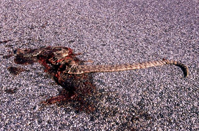 Road kill - Bull Snake near Mammoth Hot Springs Picture