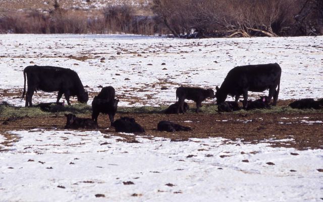 Cows with calves in Paradise Valley, Montana Picture