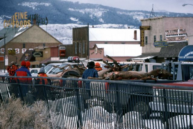 Hunters with recently killed elk on Front Street in Gardiner, Montana Picture