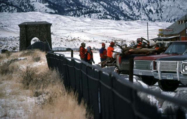 Hunters with recently killed elk on Front Street in Gardiner, Montana Picture
