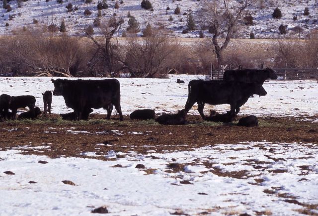Cows with calves in Paradise Valley, Montana Picture