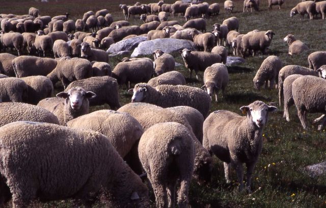 Flock of sheep in the Beartooth Mountains Picture