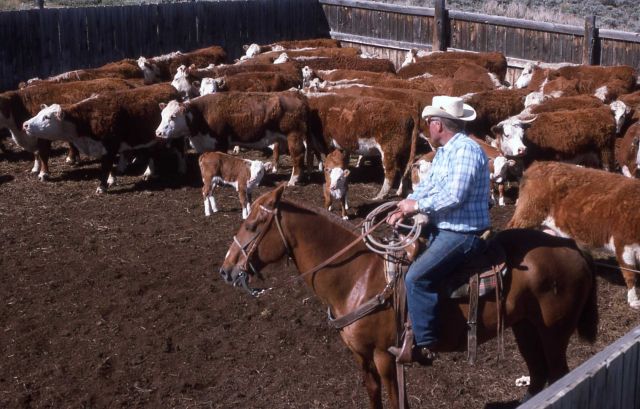 Cattle & cowboy in corral Picture